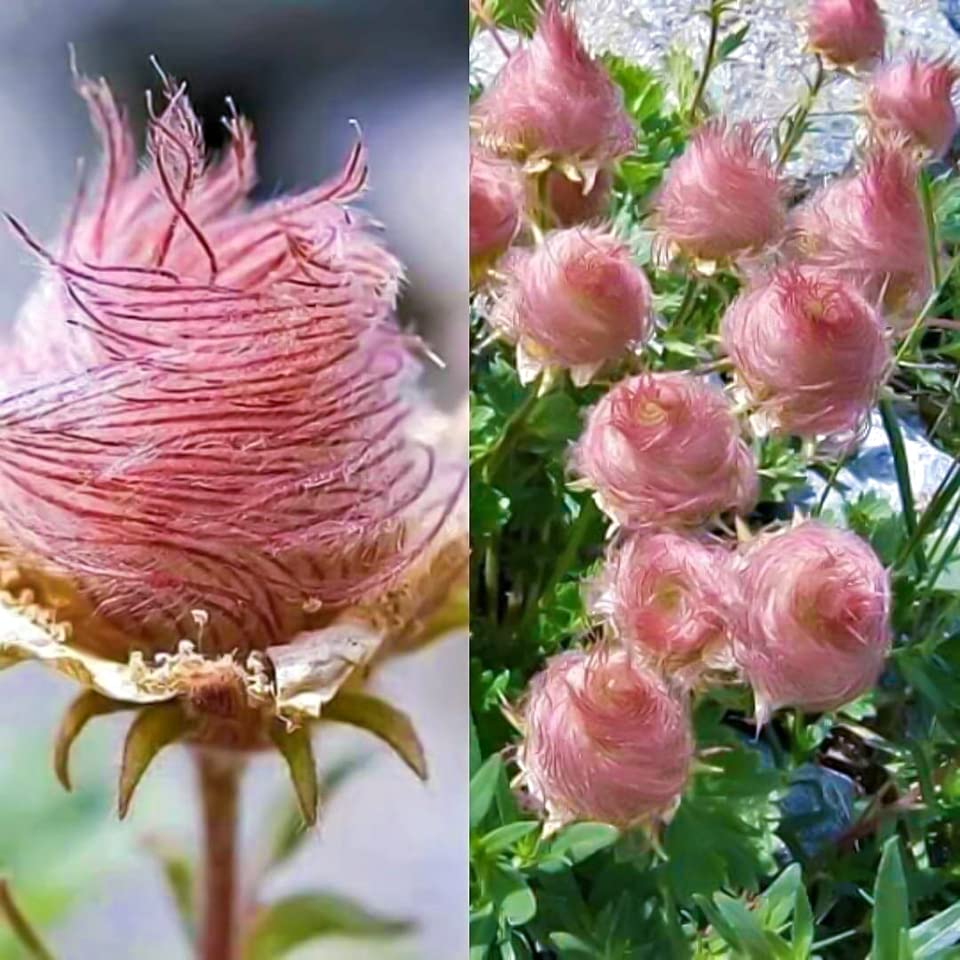 Triflorum Blumensamen zur Aussaat – lang Blüte Saison – Traditionssorte & ohne Gentechnik Samen Hausgarten