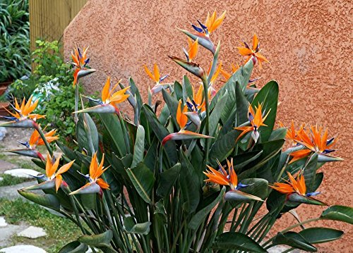 Orange Paradiesvogelblume Blumensamen – pflegeleicht Traditionssorte & ohne Gentechnik Hausgarten