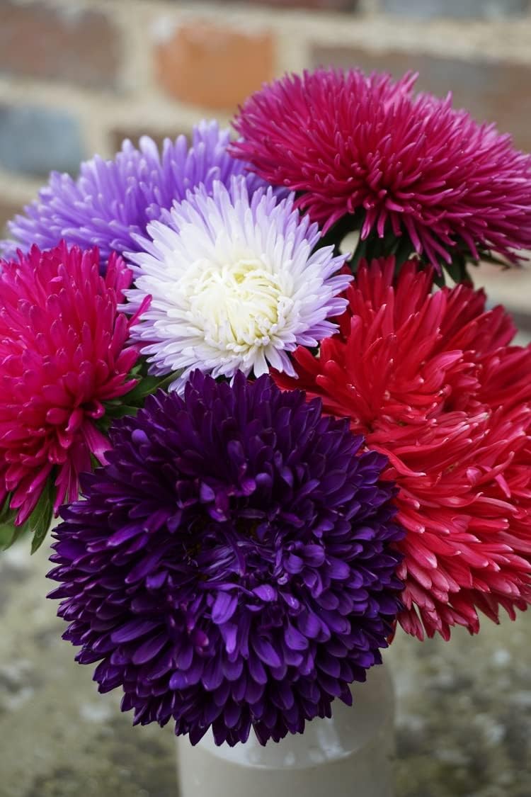 Mixed callistephus blume samen for anpflanzung premium quality heirloom & gmo free samen for home garten 
 
 sale for anpflanzung in home garten