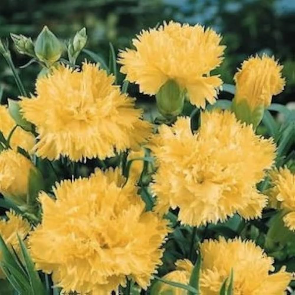 Gelb Nelke Blumensamen zur Aussaat – Wildblume Mischung – Traditionssorte & ohne Gentechnik Samen Hausgarten