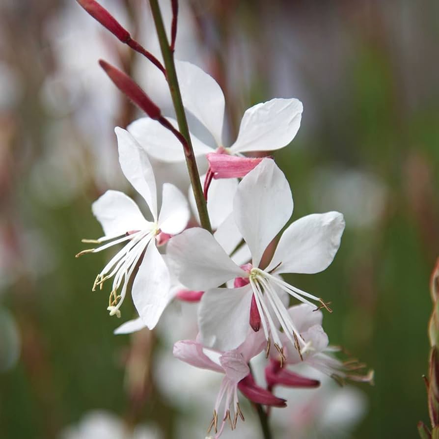 Gaura Samen zur Aussaat Gaura Lindheimeri Blume Beet Wildblume Garten