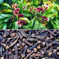 clove samen syzygium aromaticum für pflanzung in Kräuterpflanze garden vegetable patch