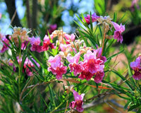 Desert Willow Chilopsis linearis Blumensamen zur Aussaat Landscape und Garten
