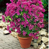 Thick rosa bougainvillea blume samen for anpflanzung - compact growth, heirloom & gmo free samen for home garten
 
 sale for anpflanzung in home garten.