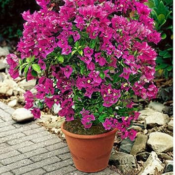 Thick rosa bougainvillea blume samen for anpflanzung - compact growth, heirloom & gmo free samen for home garten
 
 sale for anpflanzung in home garten.