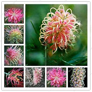 Mixed grevillea blume samen for anpflanzung - sun loving, heirloom & gmo free samen for home garten
 
 sale samen for anpflanzung in home garten