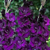 Deep lila gladiolus samen blume samen for anpflanzung pollinator friendly heirloom & gmo free samen for home garten 
 
 sale for anpflanzung in home garten