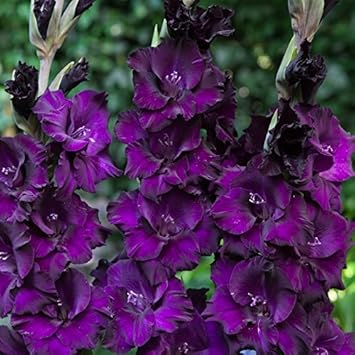 Deep lila gladiolus samen blume samen for anpflanzung pollinator friendly heirloom & gmo free samen for home garten 
 
 sale for anpflanzung in home garten