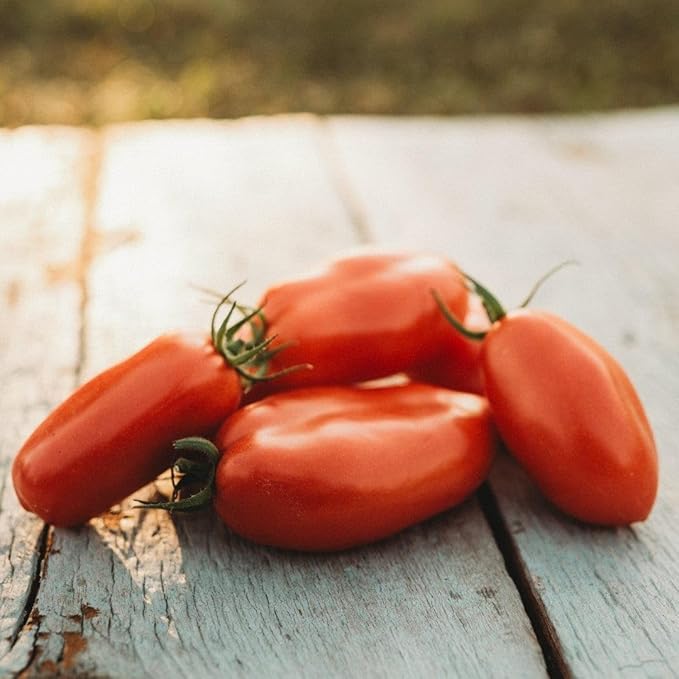 San Marzano Tomate Samen for Authentic Italian Tomatees