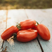 San Marzano Tomate Samen for Authentic Italian Tomatees