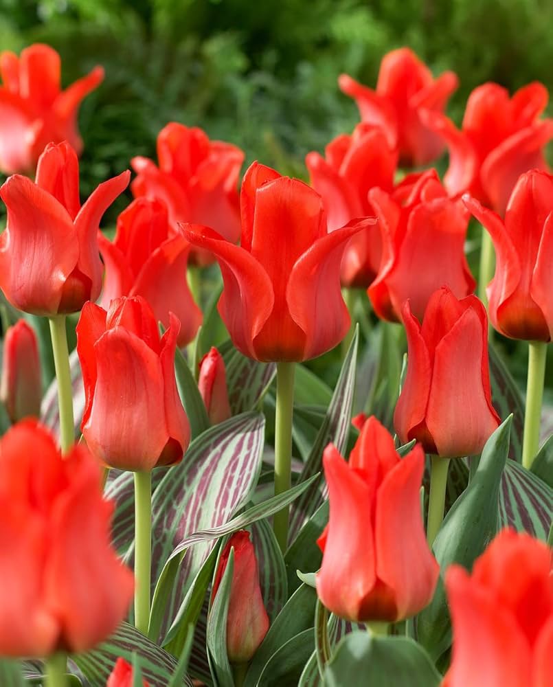 Tulips Rot Samen zur Aussaat Hausgarten Blume Beet