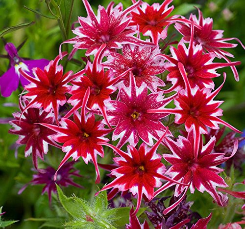 Twinkle (twinkle star) samen for anpflanzung in home garten