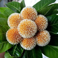 Grün Anthocephalus Kadamba Blumensamen zur Aussaat – farbenfroh Schau – Traditionssorte & ohne Gentechnik Samen Hausgarten