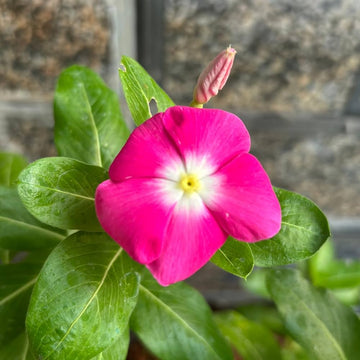 Rose halo vinca blume samen annual