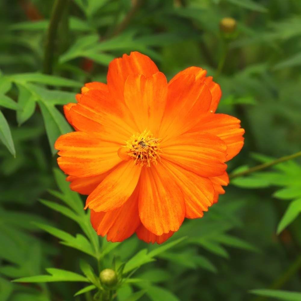 Cosmos Cosmic Orange Blumensamen leuchtend Orange Blüten the Garten
