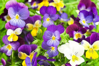 Stiefmütterchen Veilchen Tricolor Blumensamen farbenfroh Garten Aussaat