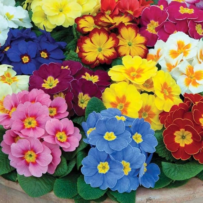 Mixed color primula vulgaris samen for anpflanzung in blume bed