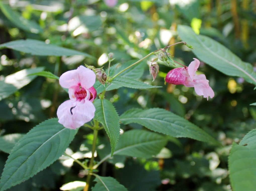 Baby rosa balsam blume samen for anpflanzung perfect for borders heirloom & gmo free samen for home garten 
 
 sale for anpflanzung in home garten