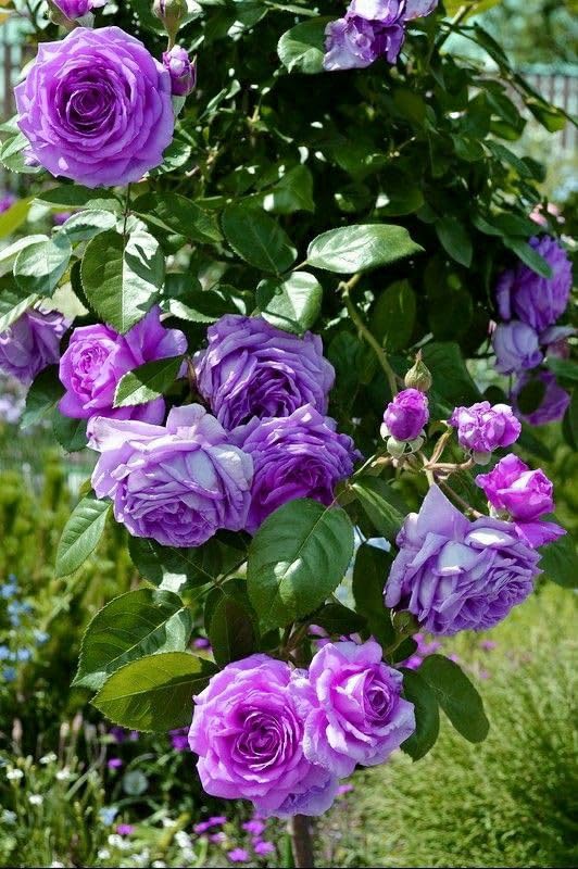 Violett Rose Blumensamen zur Aussaat Garten beliebt Traditionssorte & ohne Gentechnik Samen Hausgarten