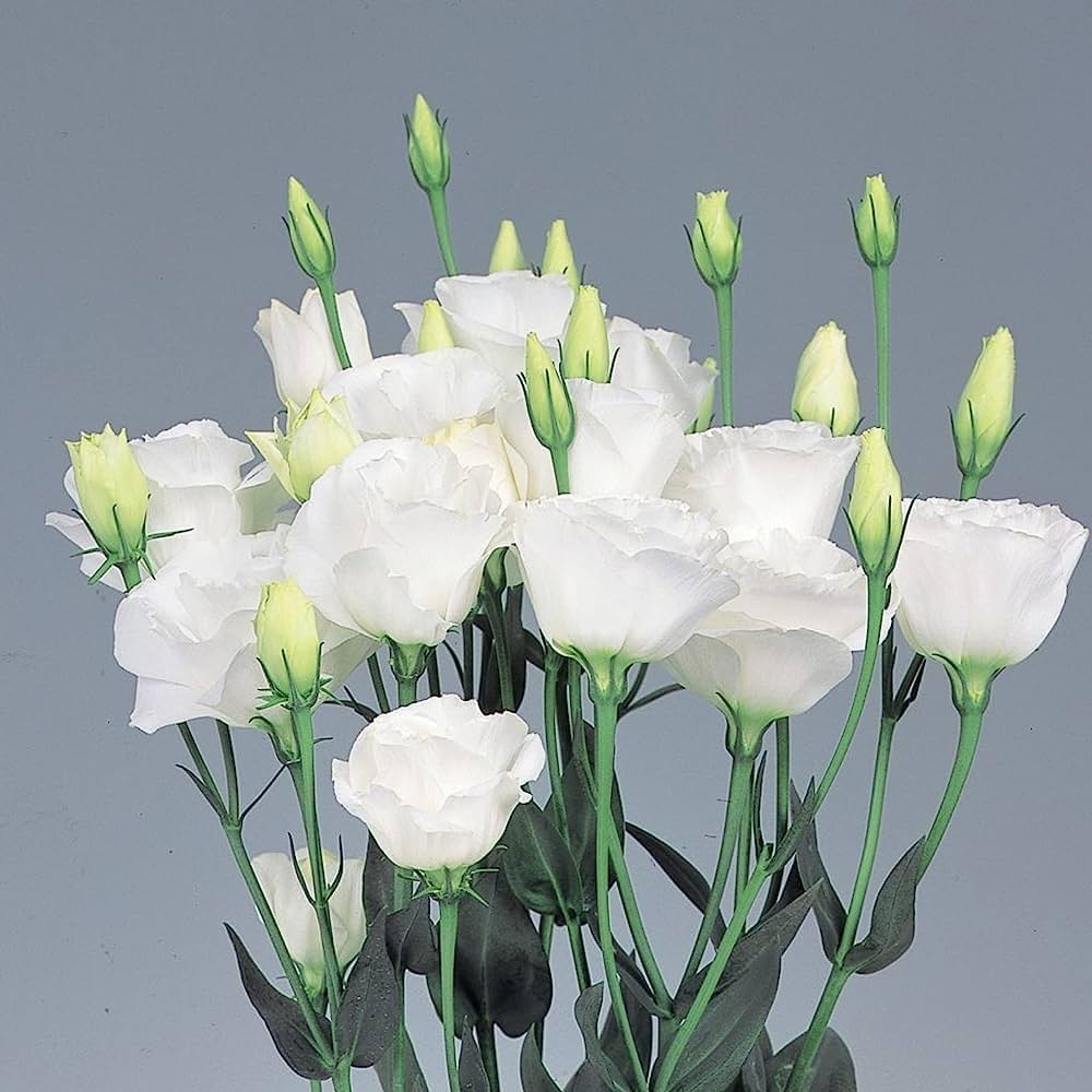 Weiß Lisianthus Logro Blumensamen zur Aussaat – leuchtend – Traditionssorte & ohne Gentechnik Samen Hausgarten