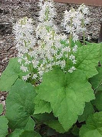 Weiß tiarella wherryi blume samen for anpflanzung - low maintenance, heirloom & gmo free samen for home garten
 
 sale for anpflanzung in home garten