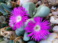 Succulents Blumensamen zur Aussaat Landhaus Garten wichtig Traditionssorte & ohne Gentechnik Samen Hausgarten
