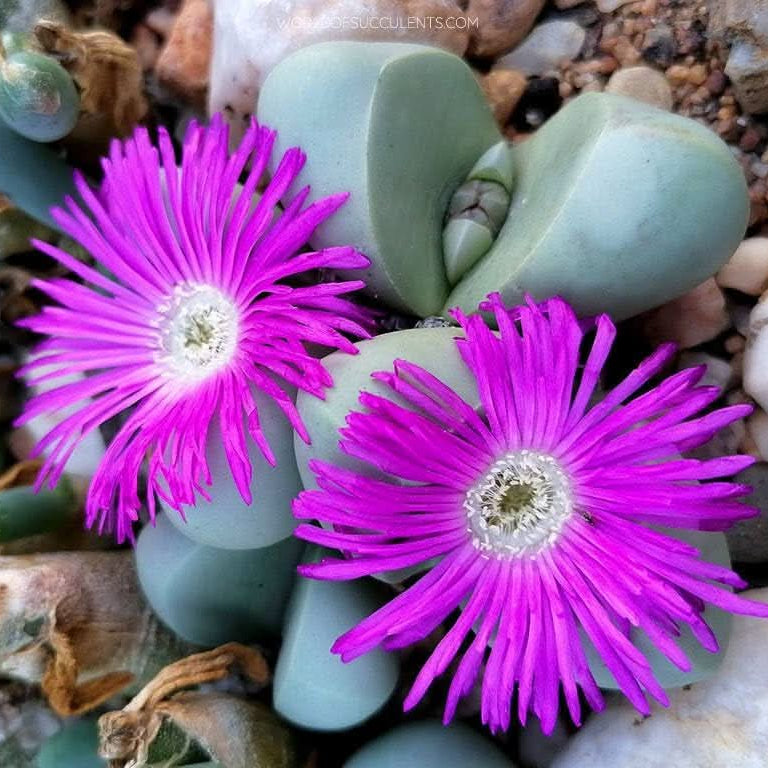 Graines de fleurs d’Argyroderma à semer, variété robuste, variété traditionnelle et sans OGM, graines pour jardin familial