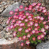 Rosa saxifraga blume samen for anpflanzung - garten favorite, heirloom & gmo free samen for home garten
 
 sale samen for home garten