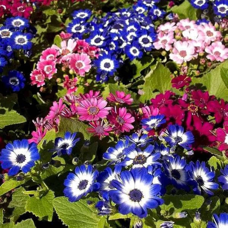 Mix cineraria blume samen for anpflanzung - drought tolerant, heirloom & gmo free samen for home garten
 
 sale samen for anpflanzung in home garten