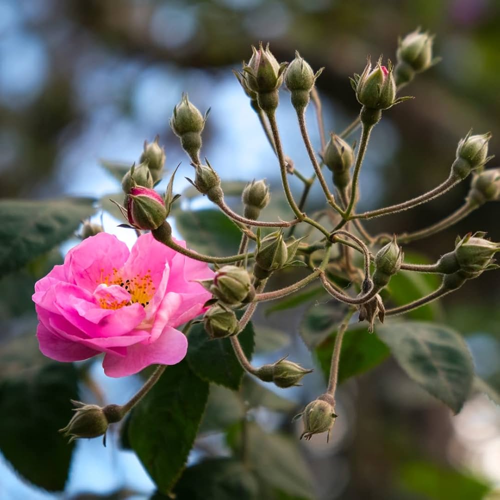 Dream rose rosa chinensis samen for anpflanzung in romantic garten