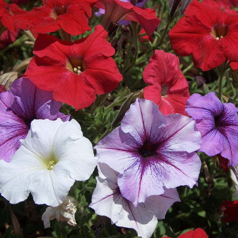 Mélange de graines de pétunias à semer – fleurs éclatantes pour les jardins