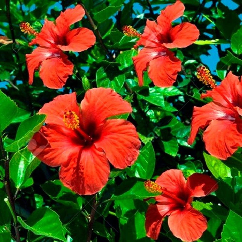 Hibiskus Blumensamen zur Aussaat saisonal Dauerblüher Traditionssorte & ohne Gentechnik Samen Hausgarten