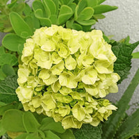 hell Grün Hortensie Blumensamen zur Aussaat – Bestäuber freundlich – Traditionssorte & ohne Gentechnik Samen Hausgarten