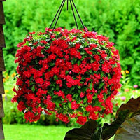 Pervinca dunkel Rot Blumensamen Bodendecker Blüten