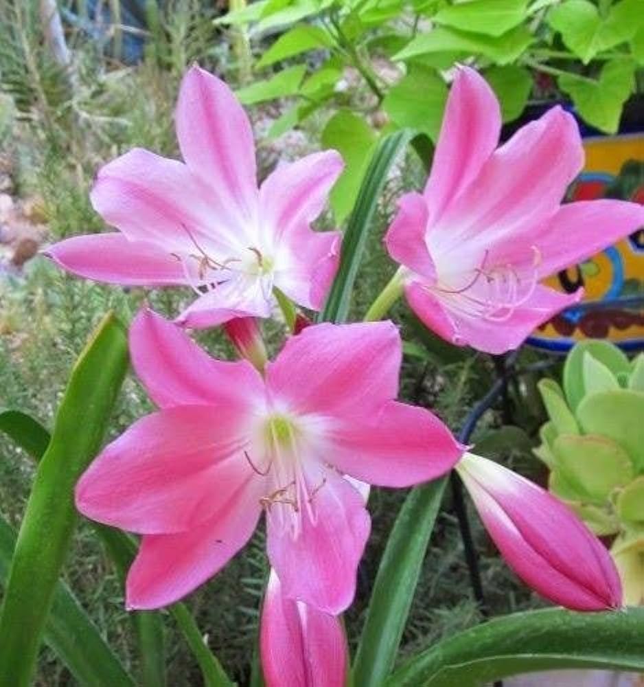Crinum Blumensamen zur Aussaat duftend Blüten Traditionssorte & ohne Gentechnik Samen Hausgarten