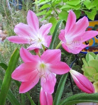 Crinum Blumensamen zur Aussaat duftend Blüten Traditionssorte & ohne Gentechnik Samen Hausgarten