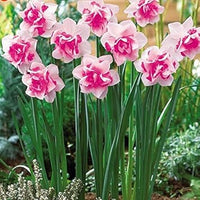 Rosa daffodils blume samen for anpflanzung - long bloom season, heirloom & gmo free samen for home garten
 
 sale for anpflanzung in home garten