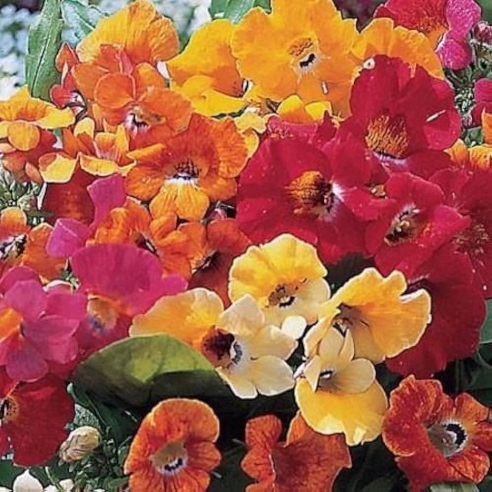 Carnival Coconut Blumensamen – einjährig Mischung Sweet Fragrance