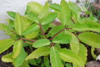 Bryophyllum Pinnatum Blumensamen zur Aussaat – Garten beliebt – Traditionssorte & ohne Gentechnik Samen Hausgarten