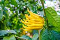 Buddha's hand blume samen for anpflanzung - easy to grow, heirloom & gmo free samen for home garten
 
 sale samen for home garten