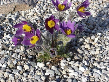 Himmelblau Anemone Pulsatilla Blumensamen zur Aussaat Landhaus Garten wichtig Traditionssorte & ohne Gentechnik Samen Hausgarten