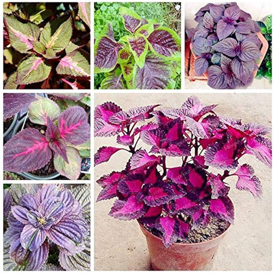 Japanese Perilla Frutescens Samen – gefüllt – Bonsai Garten Supplies
