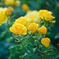 dunkel Gelb Rose Blumensamen zur Aussaat – ohne Gentechnik Traditionssorte Garten Samen ideal Rabatten