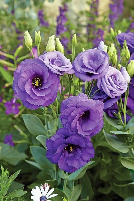 Lila Gentian Blumensamen duftend Blüten Traditionssorte & ohne Gentechnik Samen Hausgarten