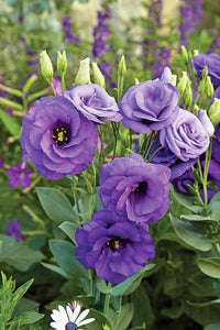 Lila Gentian Blumensamen duftend Blüten Traditionssorte & ohne Gentechnik Samen Hausgarten