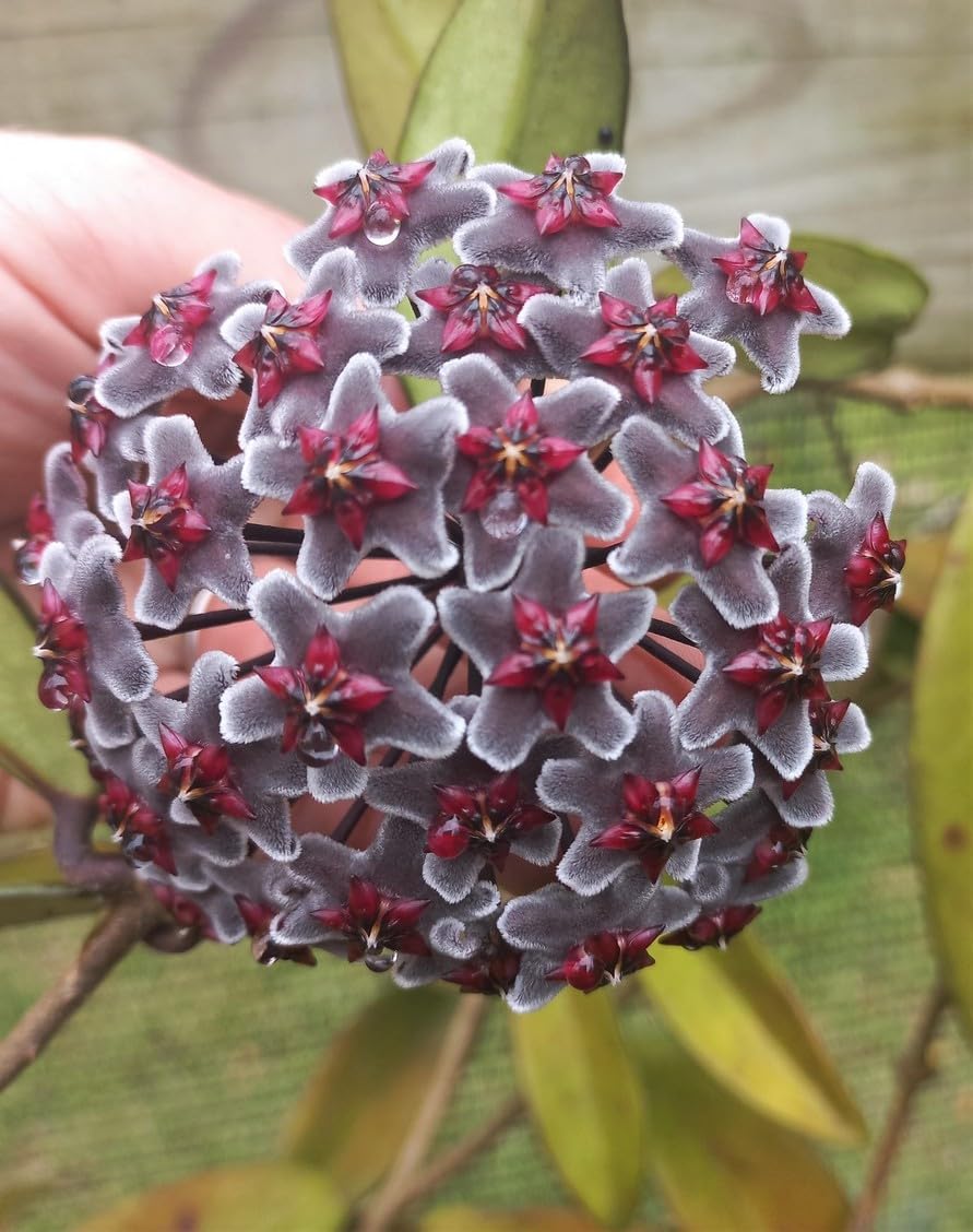 Multicolored hoya blume samen for anpflanzung easy to grow heirloom & gmo free samen for home garten
 
 sale for anpflanzung in home garten