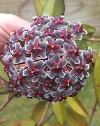 Multicolored hoya blume samen for anpflanzung easy to grow heirloom & gmo free samen for home garten
 
 sale for anpflanzung in home garten