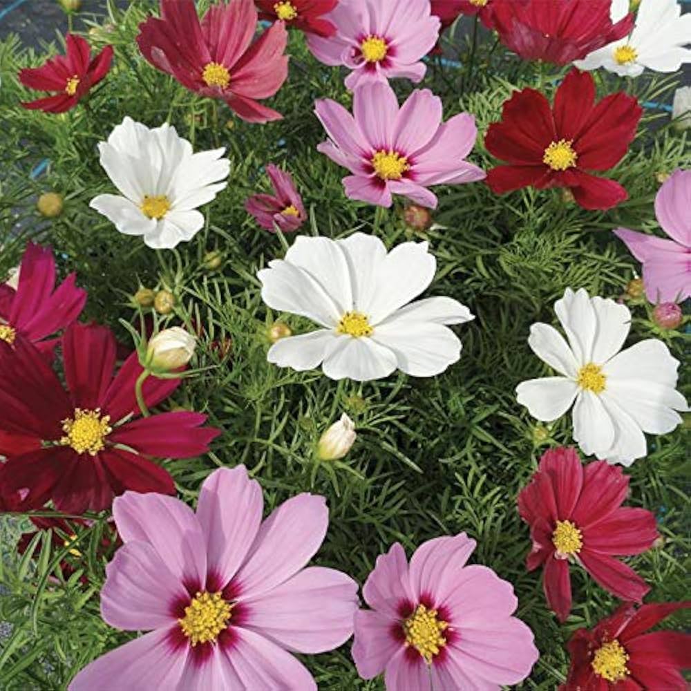 Cosmos Rosa Picotee Blumensamen elegant Rosa Blüten the Garten