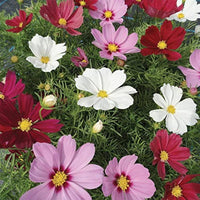 Cosmos Rosa Picotee Blumensamen elegant Rosa Blüten the Garten