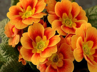 Orange Schlüsselblume Blumensamen zur Aussaat – sonnenliebend – Traditionssorte & ohne Gentechnik Samen Hausgarten